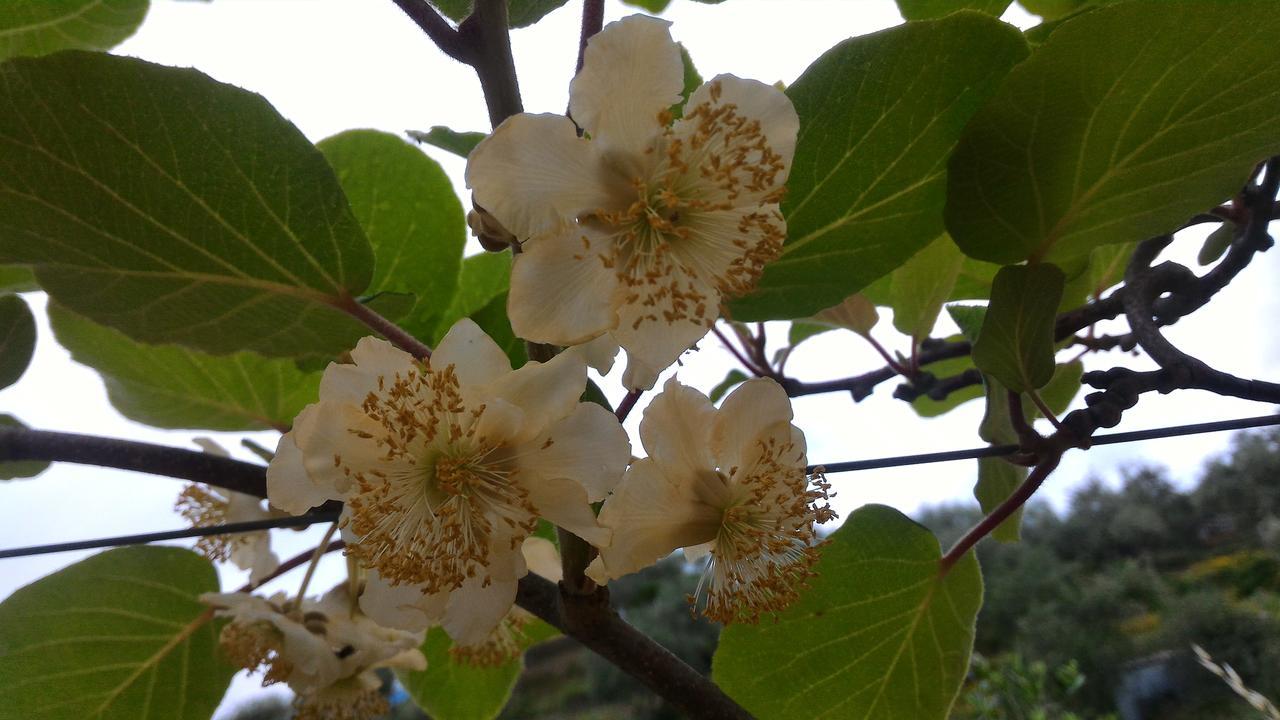 레반토 Agriturismo La Quiete 빌라 외부 사진